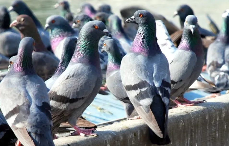 Pigeon roaming around solar panels