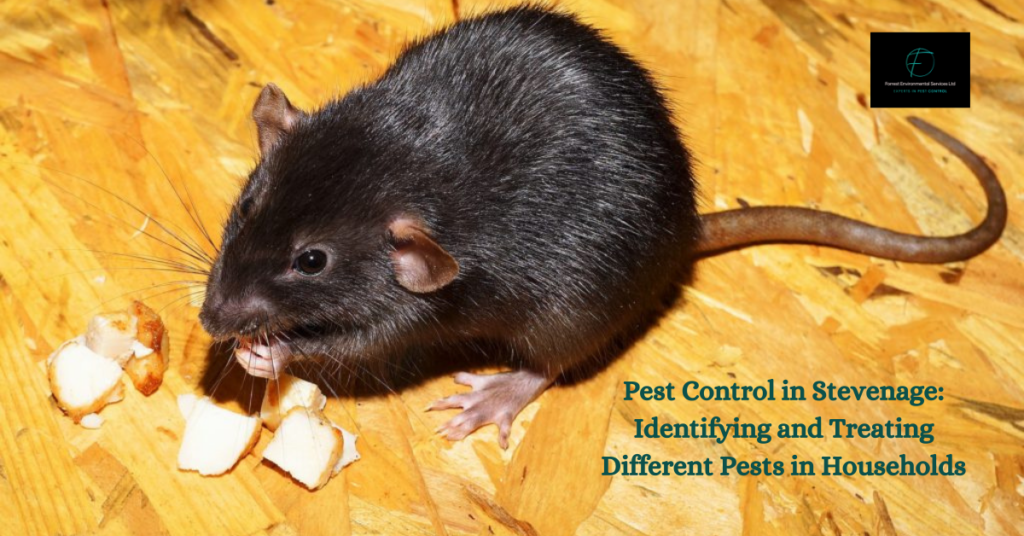 Pest control Service in Stevenage Identifying and Treating Different Pests in Households