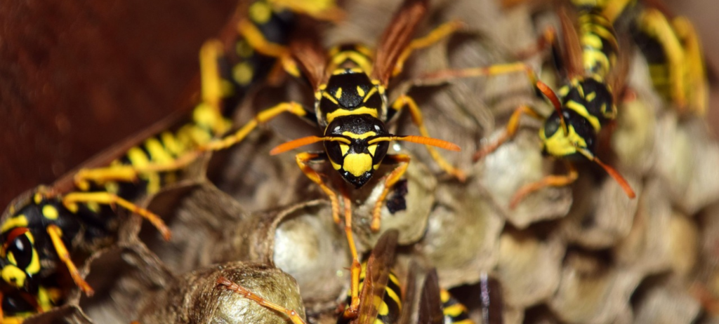 Wasp nest removal Cambridge