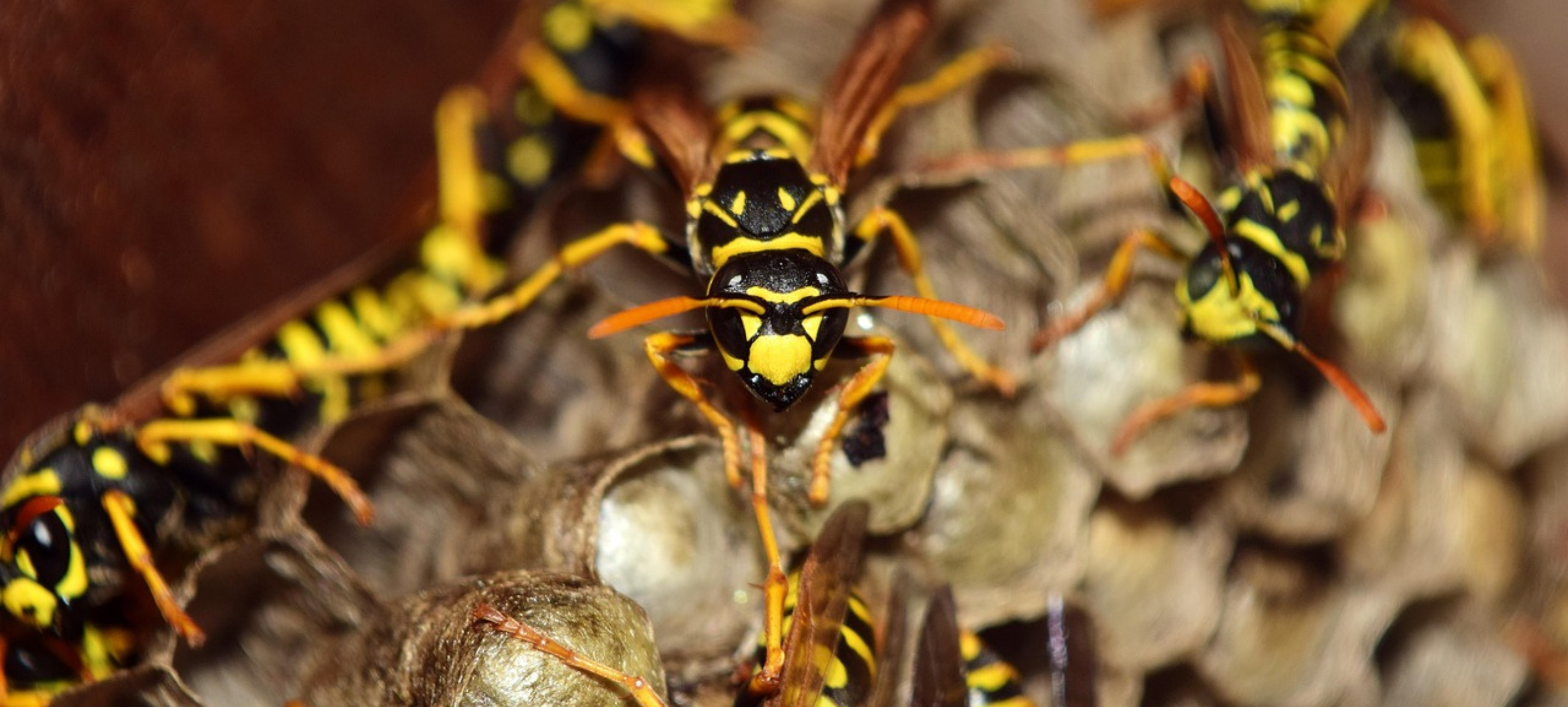 Wasp nest removal Cambridge