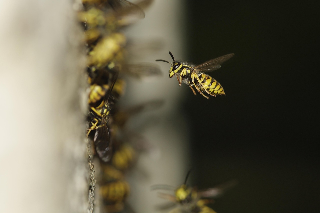 Wasp Nest Removal In London