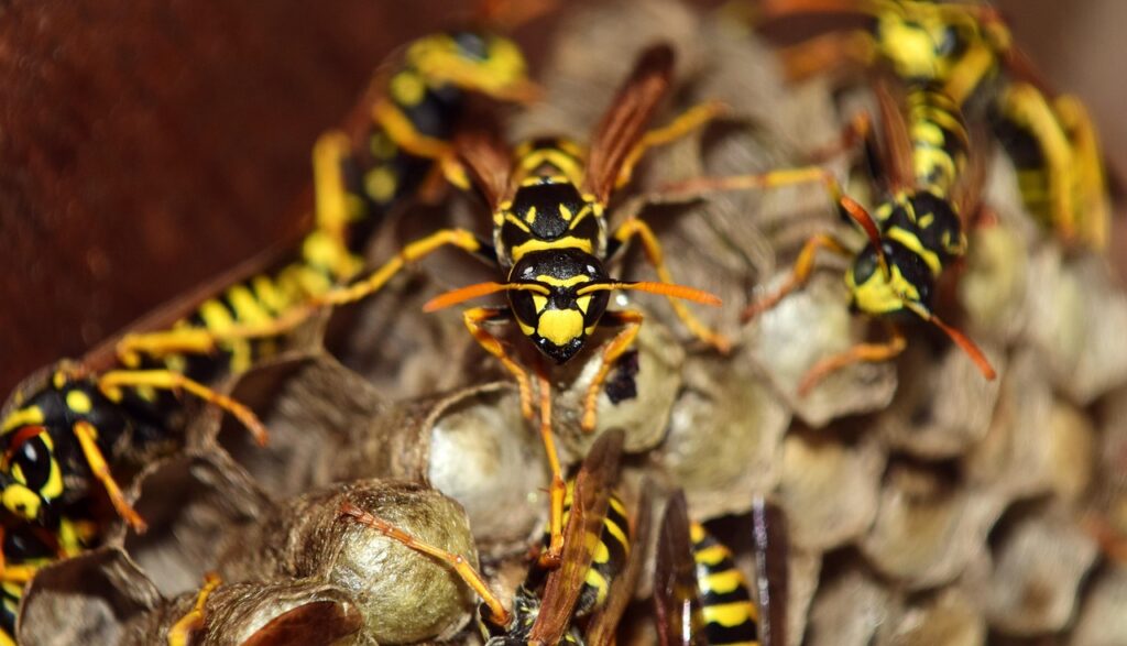 Wasp nest removal in Hertfordshire