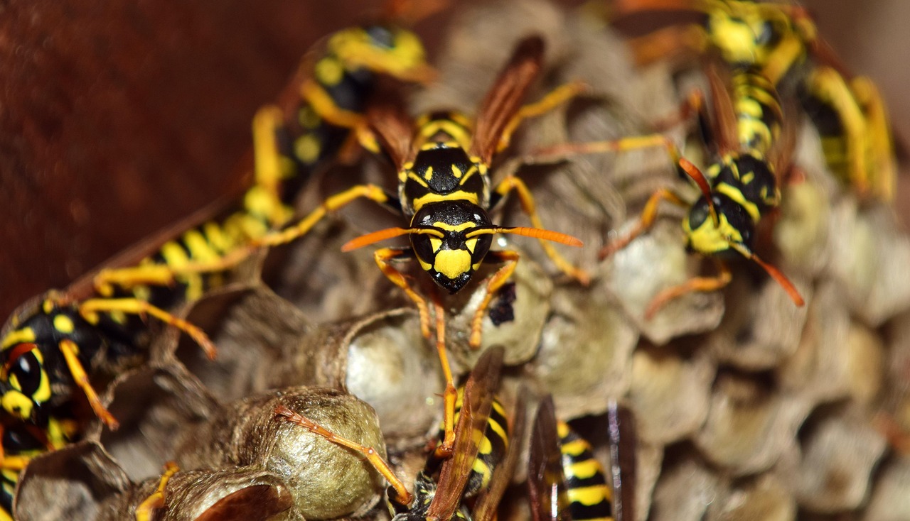 Wasp nest removal in Hertfordshire